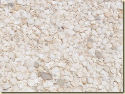 Muscheln am Strand