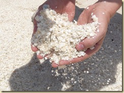 Muscheln in Matthias' Händen