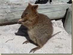 100205 Rottnest Island_051