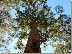 Gloucester Tree - Fire Tree