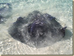 Stingray