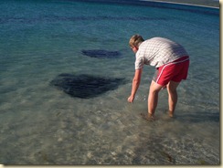 Stingray streicheln