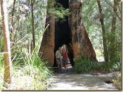 in einem Tingle Tree