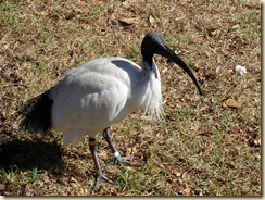 ein Ibis