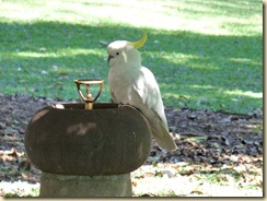 durstiger Kakadu
