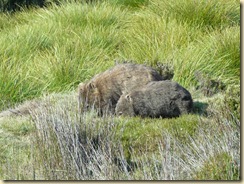 Wombats in freier Wildbahn
