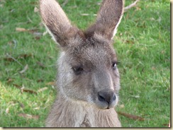 a roo