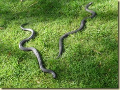 Tiger Snakes