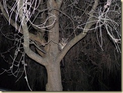 ein Possum