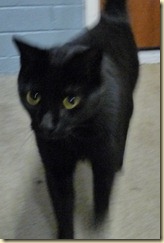 schwarze Katze unserer Hosts
