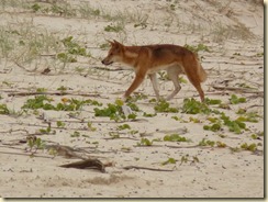 ein Dingo