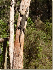 Guana am Baum