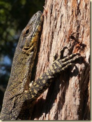 Guana größer