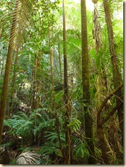 Rainforest