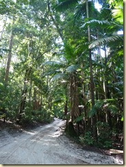 Rainforest