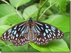 bunter Schmetterling