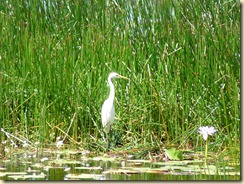 ein Wasservogel